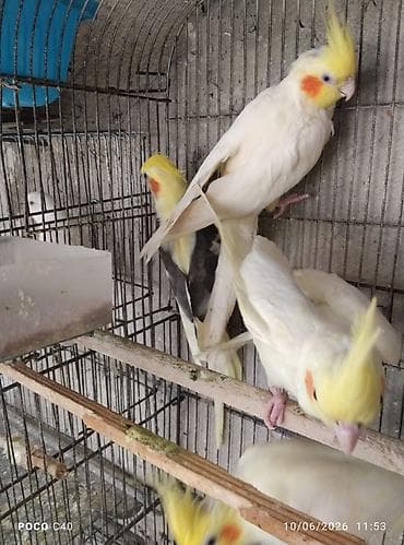 Nimf papuqayları (Cockatiel) – müxtəlif rənglərdə Məhsul təsviri: -