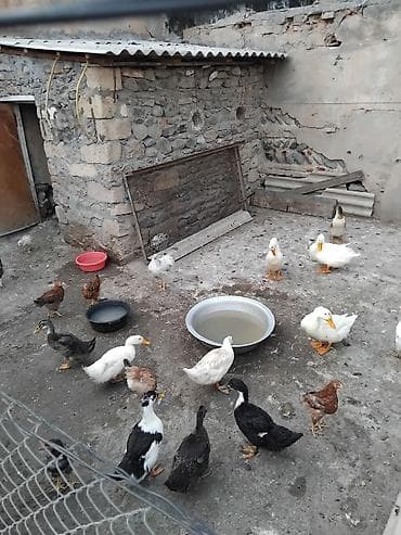 Erkək, Damazlıq, Ünvandan götürmə