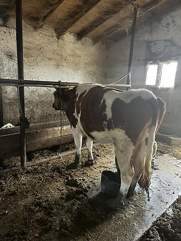 südlük inək cinsləri: Süd inəkləri– müxtəlif rəng çeşidləri (qara-ağ, qəhvəyi-ağ, tam qara) — 2