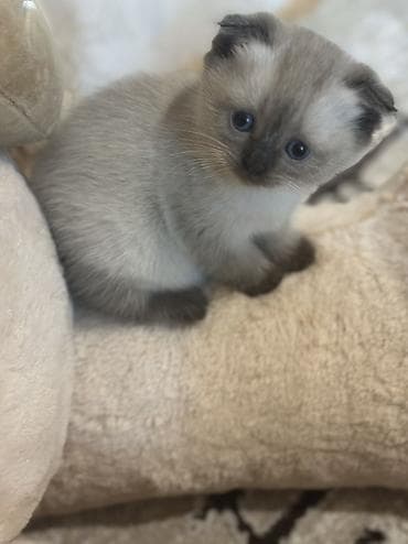 pişik qabı: Şotland, Erkək, Dişi — 9