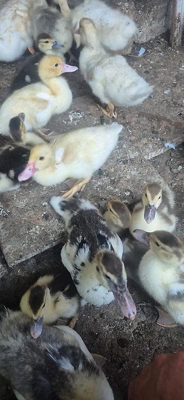kanada sortu hinduska: Məhsul: Ördək bala partiyası Təsvir: - Çoxsaylı ördək balaları — 4