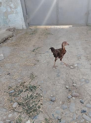 cüce: Toyuq cücələri, Damazlıq — 2