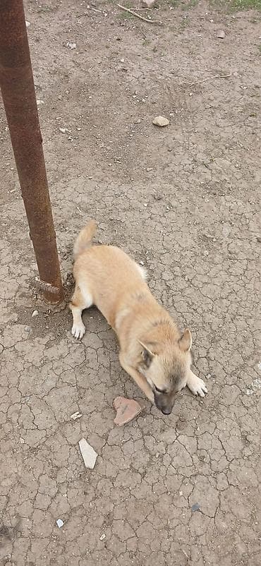 heyvan meymun: Çixuahua, 10 ay, Erkek — 4