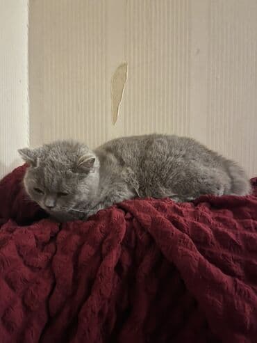 pişik ucun yataq: Britan, Dişi — 2