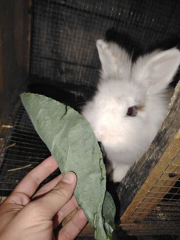 su pişiyi: Anqor cinsidirlər Ən kiçikləri 7 aylıqdı Ətlik cins kaliforniya ilə — 8