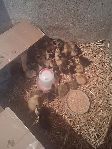 Digər heyvanlar: Ördək balaları – müxtəlif rənglərdə civcivlər - Növ: ev ördəyi — 1