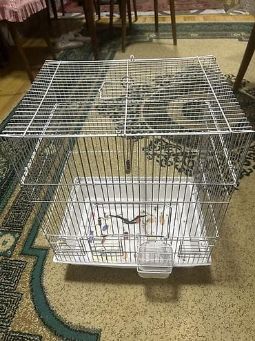 bildircin quşu: Quş qəfəsi — 1