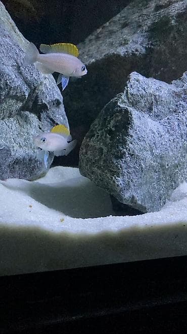 nere balığı: Baliq. Tanganika. Рыба. Salam aleykum Neolamprologus caudopunctatus — 2