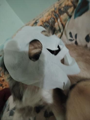 heyvan bazari itler: Pekines — 6