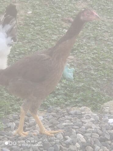 Гуси: Heyratı erkek dişi cütü 50azn — 3