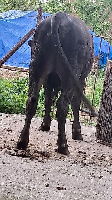 heyvan bazari keci: Təmiz qan anqus erkək Diri çəkisi 550 kq dır — 6