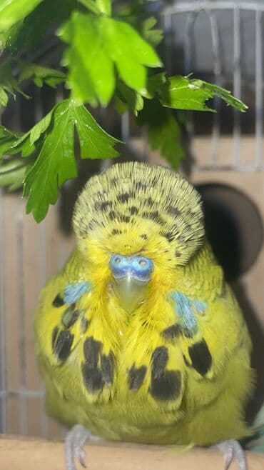 Jumbo erkek 8 ayliq hazir qusdu