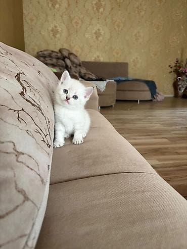 Ağ-kremsi rəngdə, maviyə çalan gözlü balaca pişik balası. Qısa, yumşaq lalafo.az -da Ağ-kremsi rəngdə, maviyə çalan gözlü balaca pişik balası. Qısa, yumşaq