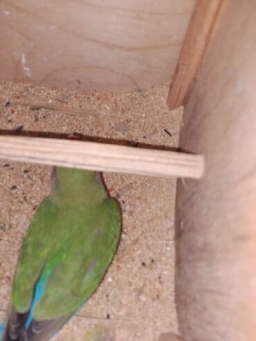 xarı bülbül satışı: 1cut hazir mayadi 4bala almisam Maya yene yuv qizdirir 1ededde tek — 2