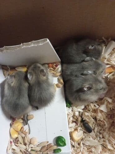 hamster satis: Cunqar hamsterləri 1 aylıq, tamamilə sağlam, aktiv və oynaq. Bu — 3