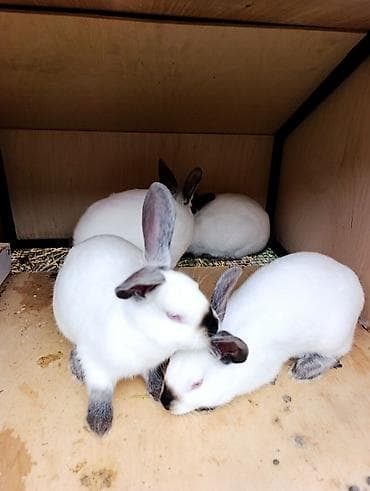 Kaliforniya dovşanları satılır 4 dənədi istədiyiniz bir cütü seçib