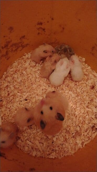 toyuq neçə gün kürt yatır: .
Sumqarnik kako rengli balalar dislemirler — 2