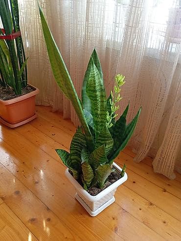 2 meymun sekli: Sansevieria (Qayın dili) . Gül açacaq. Yanında 8 balası var. açıb — 1