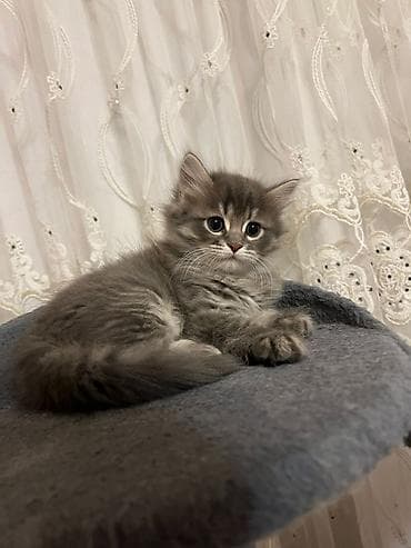 pişik oyuncaqları: Erkək, Dişi, Yaxşı əllərə, Ünvandan götürmə — 4