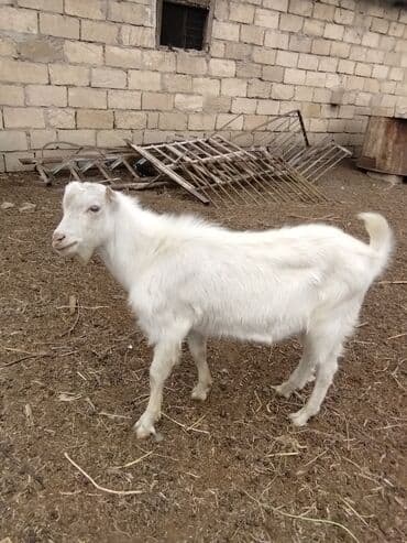 Inəklər, öküzlər: Keçilər dəsti satılır – ümumi 6 baş • 1 baş hələpnən × sanen dönməsi — 7