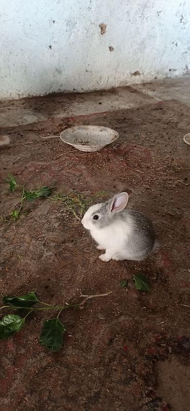 heyvan kokeltme dermanlari: Məhsul: Evdə saxlanılan dovşan balaları Təsvir: - Şirin, xırda dovşan — 4