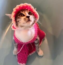 pişikler: Şinşilla, Yaxşı əllərə — 3