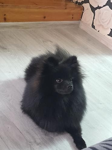 pomeranian qiyməti: Şpitz, 7 ay, Erkek, Peyvəndli, Ünvandan götürmə — 4