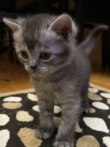 tovuz quwu: Oglandi 15.11.25 dogulub. Qum terbiyesi yeme oyredilib — 6