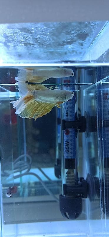 akvarium: Betta (Petuşok balığı), Ünvandan götürmə — 4