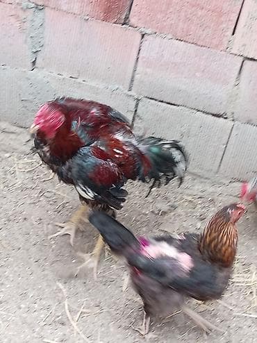 evren cuce yemi: Xoruz, il: 1, Ünvandan götürmə — 9