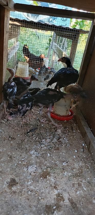 2 aylıq 1 ay yarımlıq heyratı colpalar satılır 2 aylıqlar 20 manat 1 lalafo.az -da 2 aylıq 1 ay yarımlıq heyratı colpalar satılır 2 aylıqlar 20 manat 1