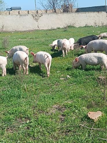 qurban qoyun sekilleri: Otlaqda gəzən çəhrayı və qara rəngli donuzlar. Müxtəlif ölçülərdə olan — 1