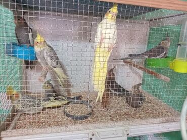 клетка для попугая купить: Nimfa (Cockatiel) papuqayları – müxtəlif rəng mutasiyaları ilə - — 1