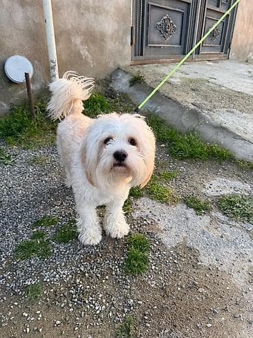 Heyvanlar: Bişon Frize — 2