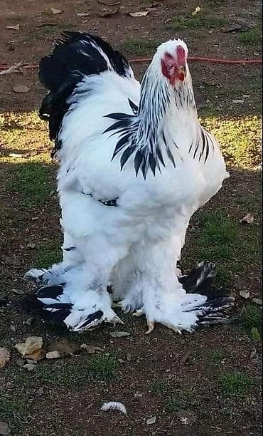 Toyuq, Brama, Damazlıq