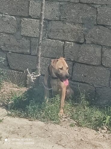 pitbul itlər: Питбуль, 7 месяцев, Самец — 3