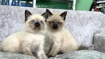 siam pişiyi: Siam, Pulsuz çatdırılma — 2