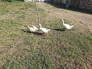lavanda lal ordek: Ağ qazlar – ailə sürüsü - Növ: ağ qaz (yetkin və cücələr) - — 2