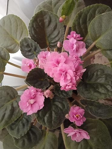 фикус черный принц: Сциндапсус N-Joy — 8