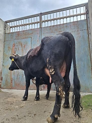 Гуси: 15 litir süd verir 2 qarına doğub 10 gündü doğub balası dişdi — 3