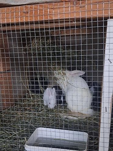 heyvan mal: Kom satilir bazar qiymetinden awaqi ciddi alici narahat etsin — 3