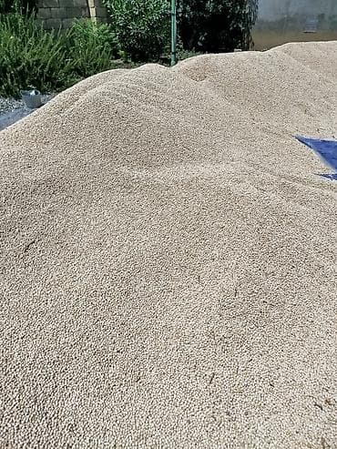 Yarmalar və paxlalar: Məhsul: Ağ noxud (xırda dənəli) Təsvir: - Təmizlənmiş və günəşdə — 1