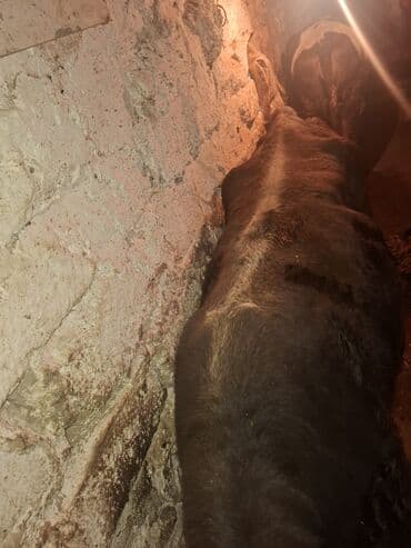 Pişiklər: Qisir iney 160 dan aqir eti var unvan xirdalan — 4