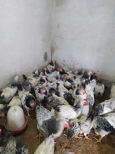 yumurtlayan toyuqlar satilir: Toyuq cücələri, Ətlik — 2