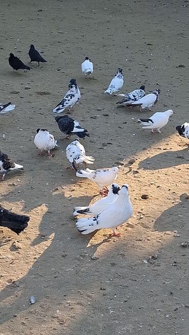 jako tutuquşunun digər adı: Göyərçinlər — 5