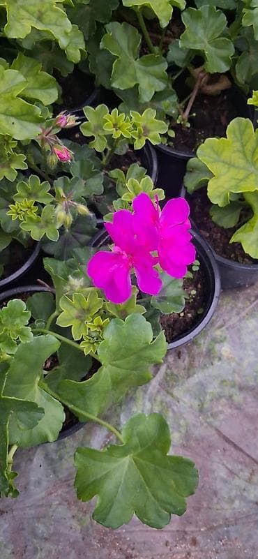 gül rəsmi: Geran gülləri dipçəkdə. 4 fəsil yaşıl qalan üzərində daimi gülü olur — 2