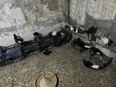 takla goyercin: Salam.Gorduyunuz 1 qusxana goyercin satilir.Hamsi tergitmedi.Qusdan — 1