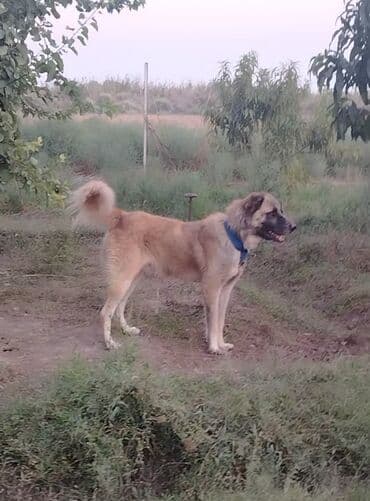 it şəkiləri: Qurdbasar, 1 il, Erkek, Peyvəndli, Ünvandan götürmə — 3