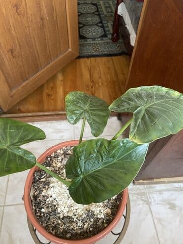 fil qulagi gulu: Alokaziya (Alocasia) otaq bitkisi – iri, ürəkvari parlaq yaşıl — 2