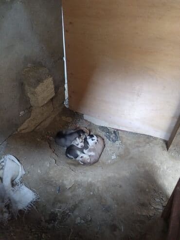 xaski iti satisi: Xaski, Peyvəndli — 2